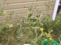 This tomato vine was injured by herbicide. (NDSU photo)