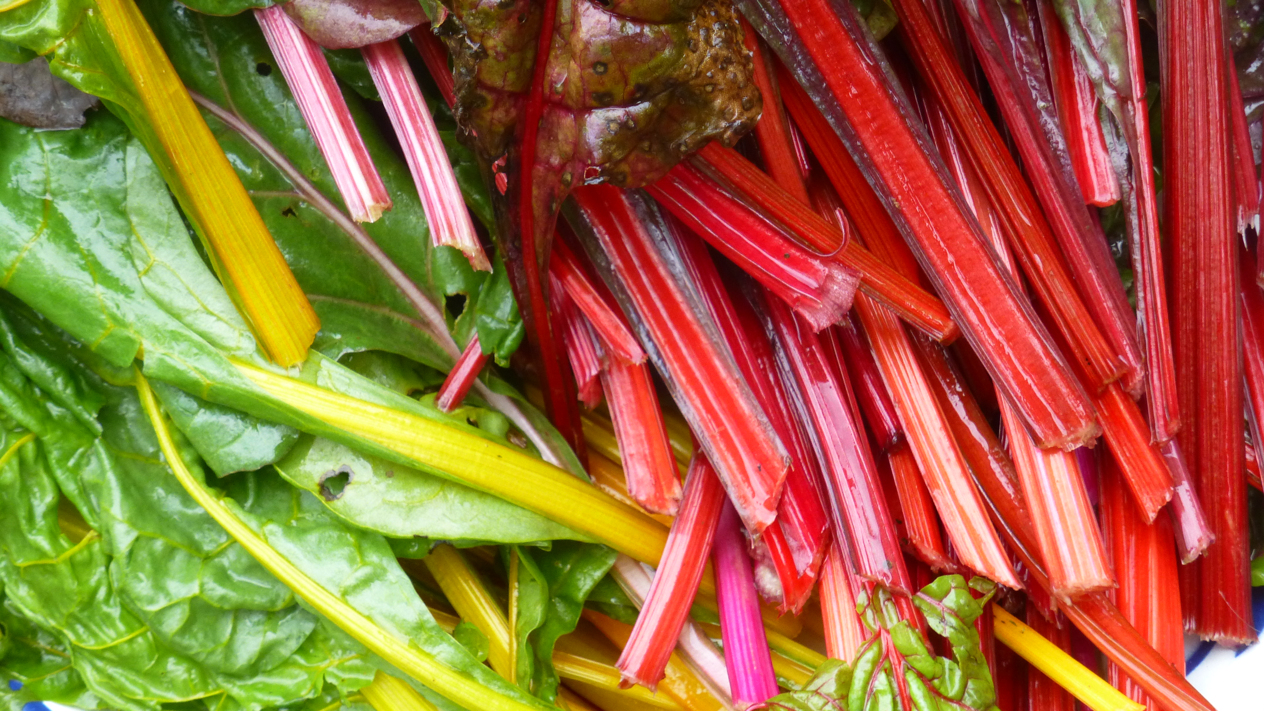 The leaf stems of Bright Lights Swiss chard come in brilliant shades of red, orange and yellow. (Flickr photo by Cristina Sanvito)