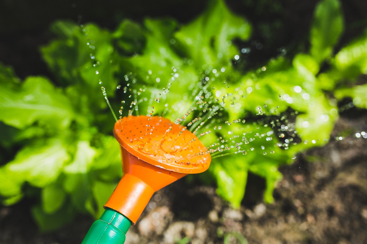 While water is vital for new seedlings, overwatering can occur. (Pixabay photo)