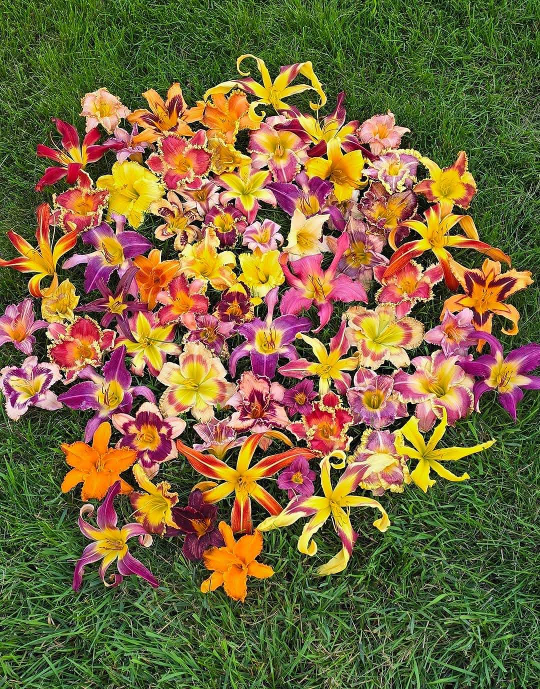Daylilies are easy to breed and hybridize for variation in appearance. (Photo courtesy of Lona Arthur)