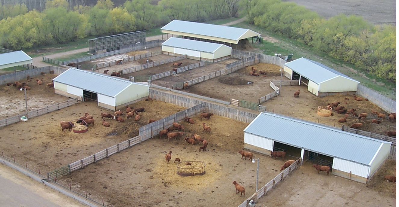 Once the cow herd has transitioned to a drylot, maintain a steady, consistent dry matter feed intake. (NDSU photo)