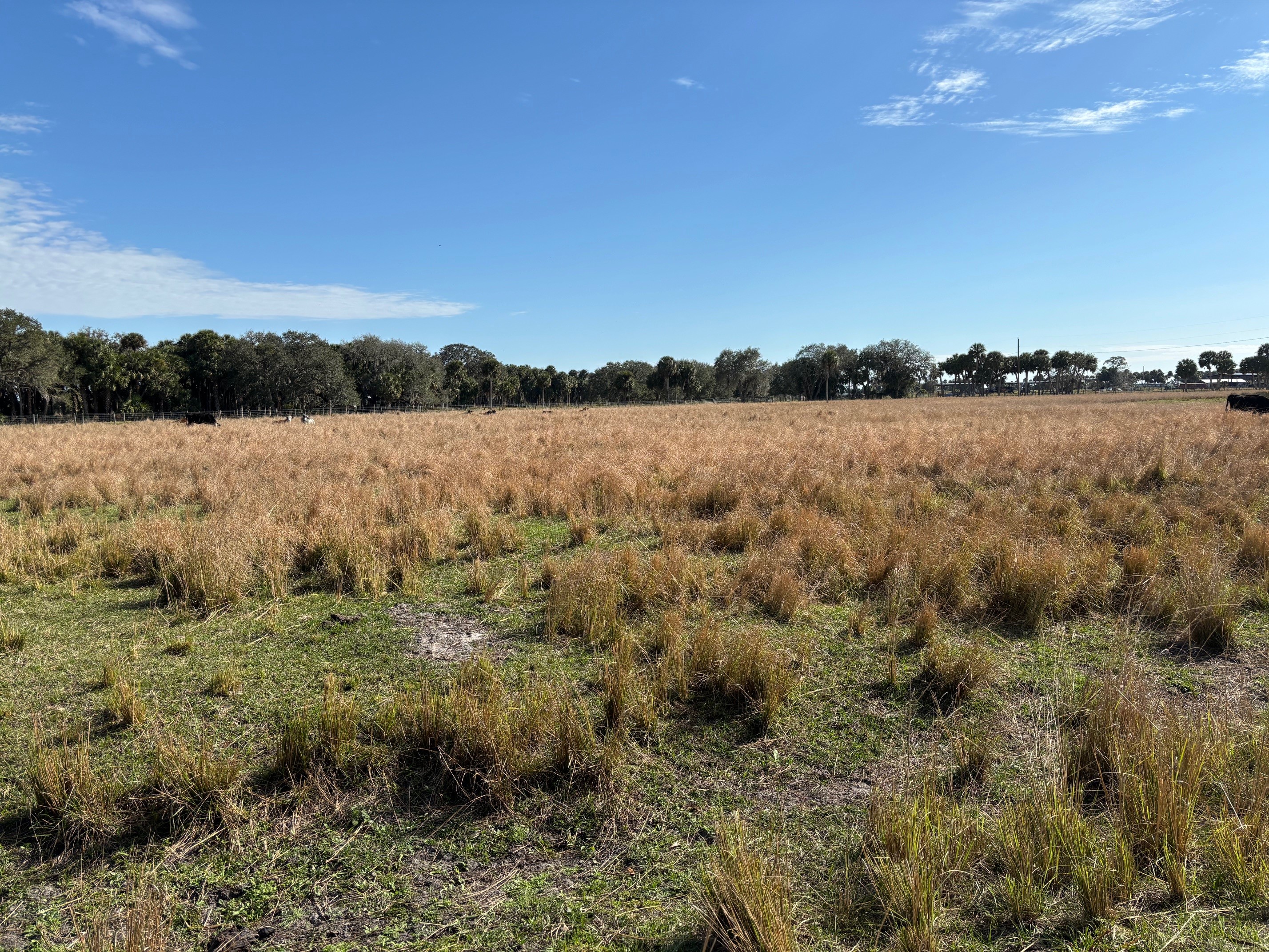 Buck Island Ranch is a cattle ranch within the headwaters of the Everglades. (NDSU photo)
