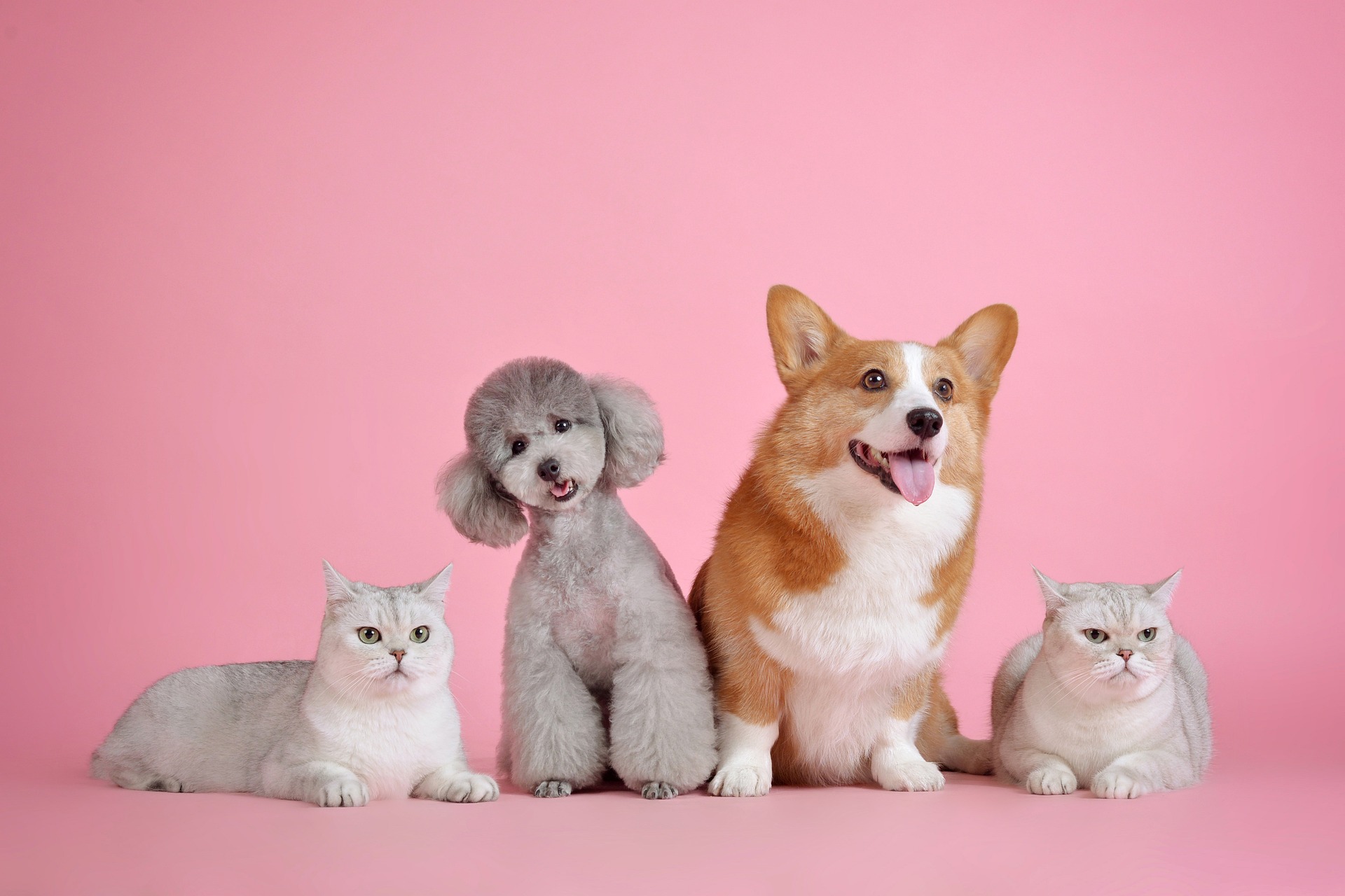 Whether your pet of choice is a dog, cat, hamster, fish or other creature, you may experience some health benefits through your interactions with your pet. (Pixabay photo)