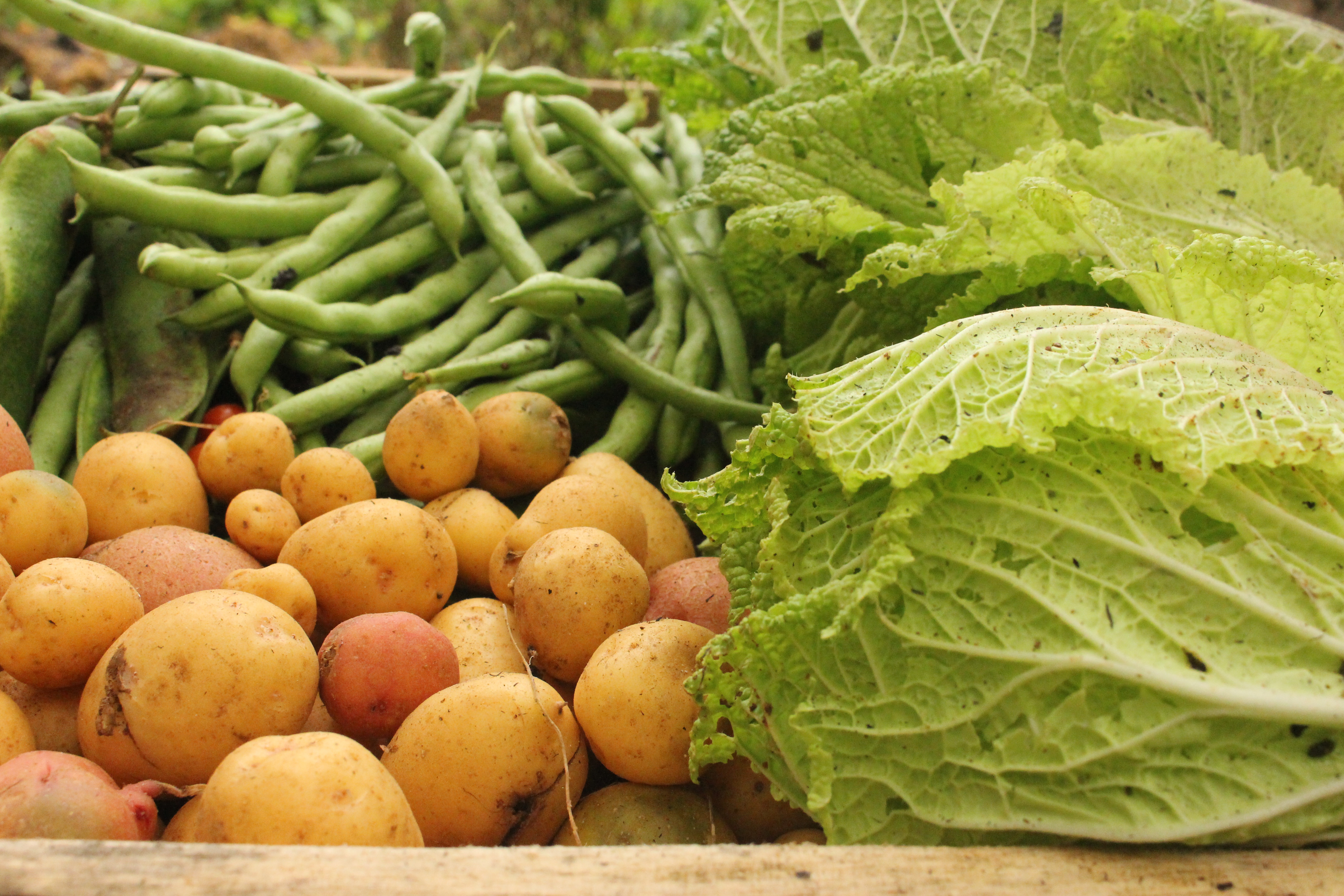 Running water and a vegetable brush are effective in removing soil, germs, and other residues from potatoes and other produce. (Pixabay photo)