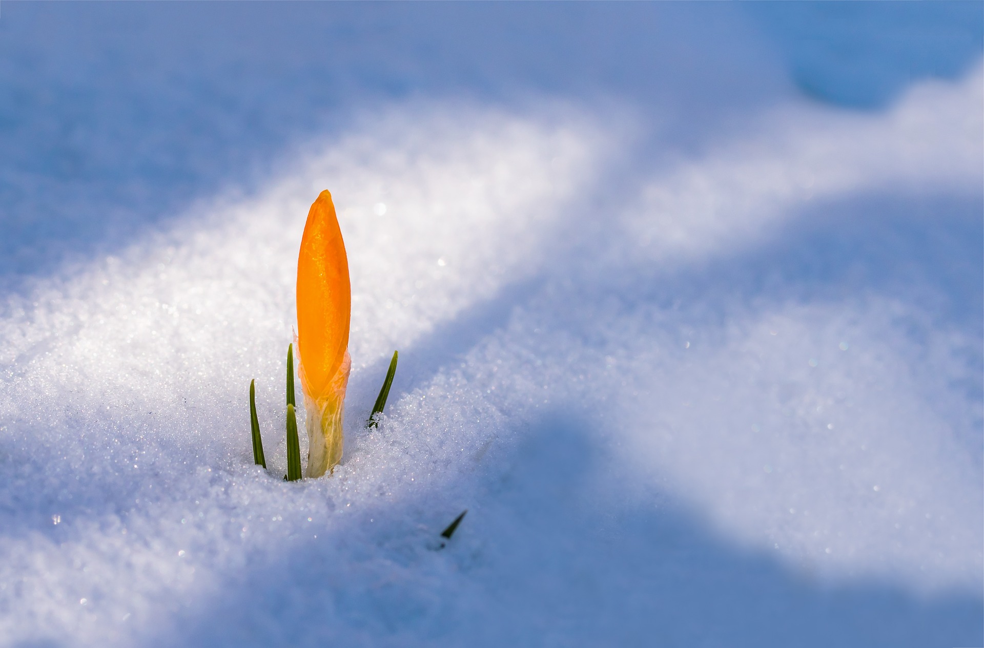 As we wait for spring, consider planning your own vegetable garden with tips from NDSU Extension’s Field to Fork webinars. (Pixabay photo)