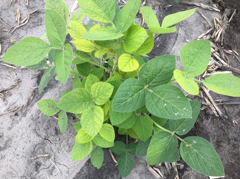 Soybean plant with an IDC rating of 2. (NDSU Photo)
