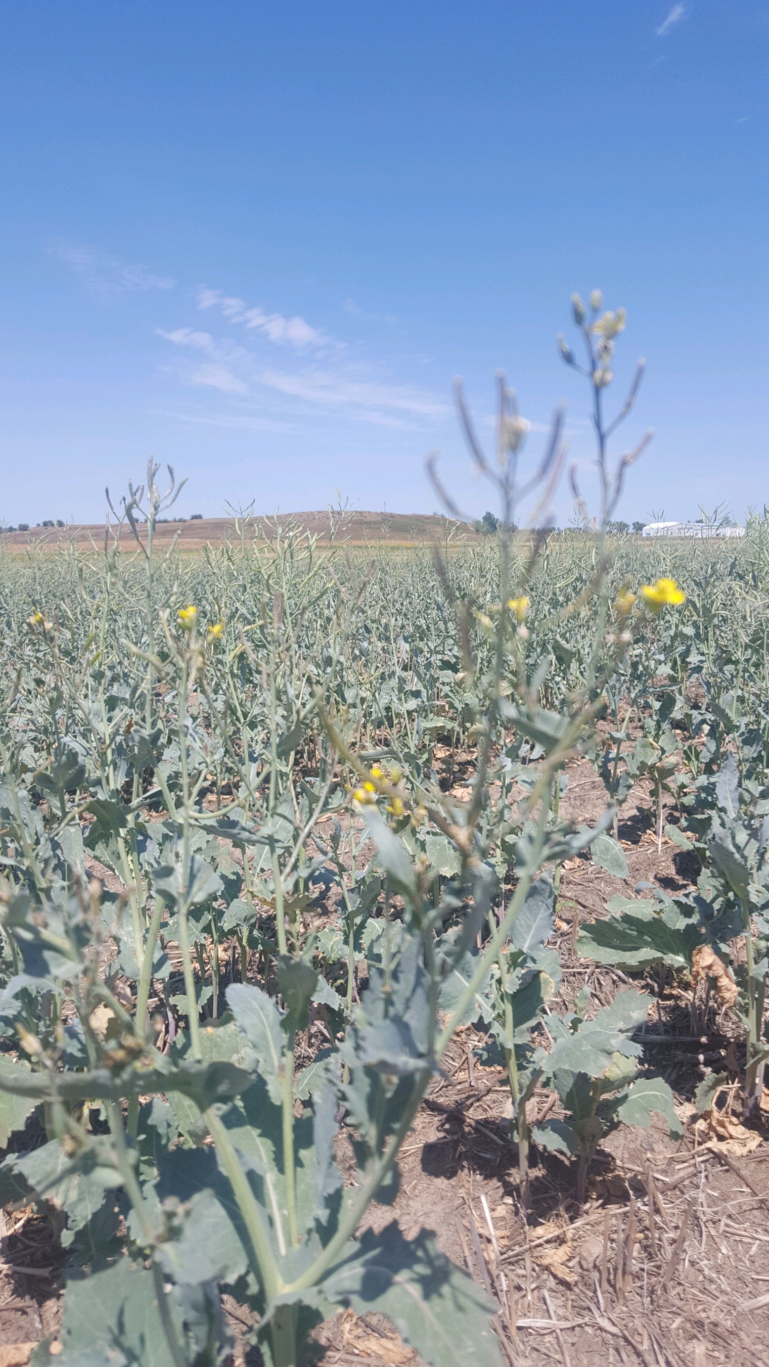 Drought-stressed canola may be a forage option for livestock producers. (NDSU photo)