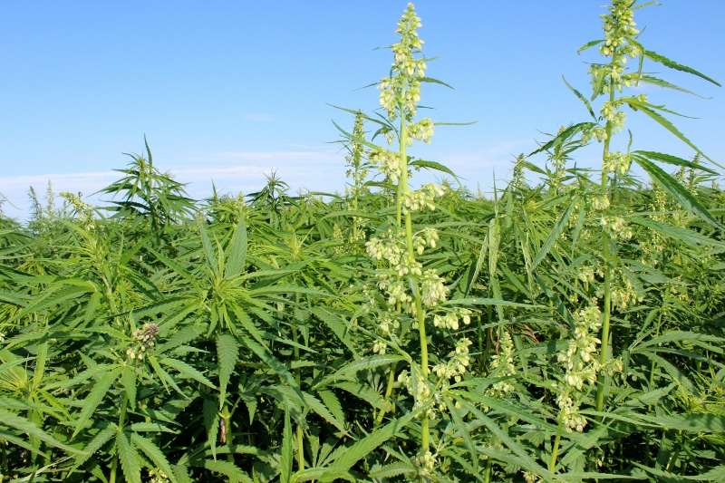 NDSU's Langdon Research Extension Center has been conducting industrial hemp variety trials since 2015. (NDSU Photo)