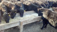 These calves are receiving supplementation during the corral weaning process. (NDSU photo)