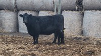 Producers have options for getting more out of their livestock feed when feed prices become high. (NDSU photo)