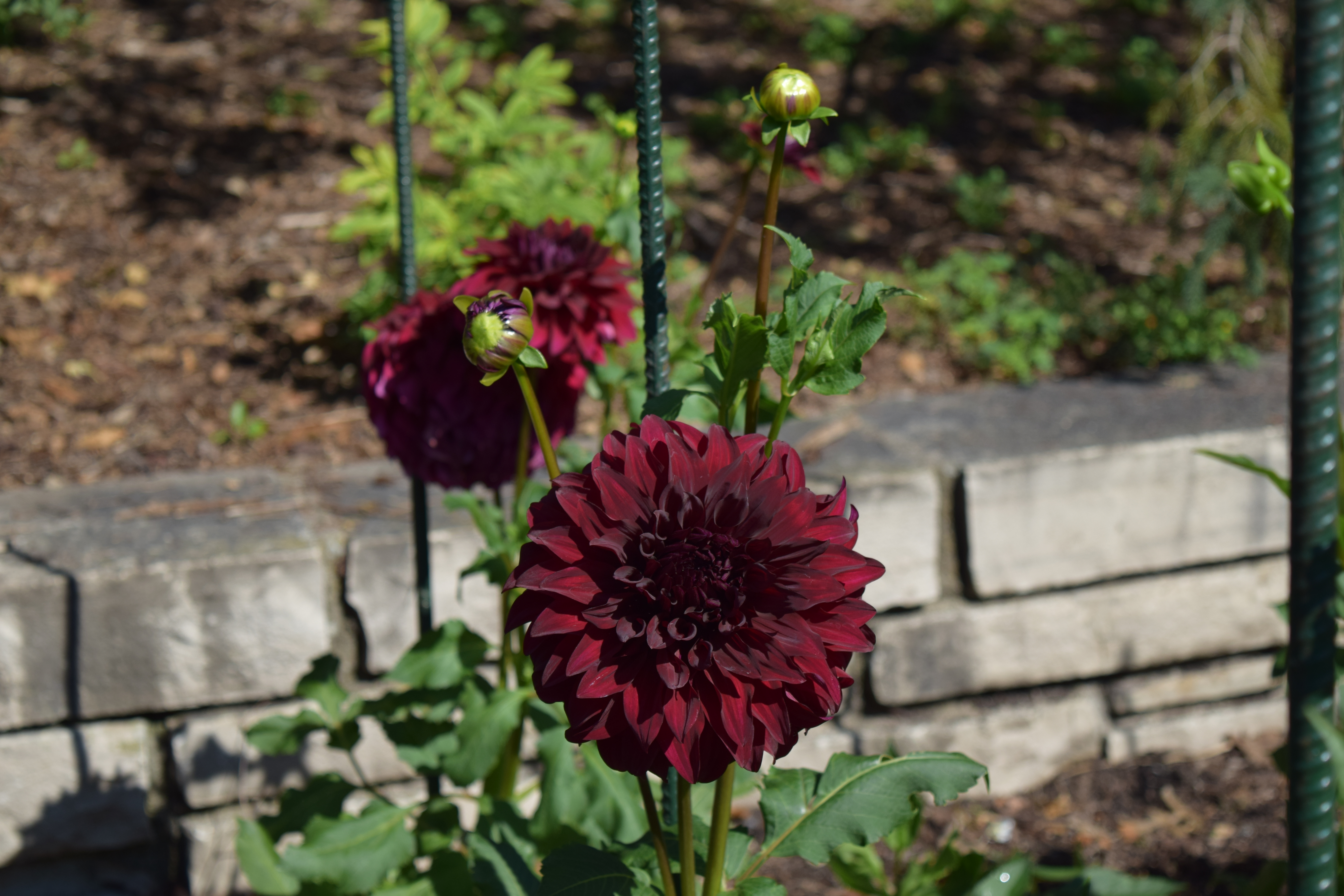 High phosphorus fertilizers do not necessarily result in more flowers. (NDSU Photo)