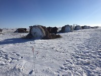 Bale grazing is a great way to reduce bale movement, save time and labor, and add nutrients to a needed area. (NDSU photo)