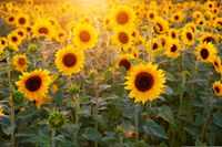 NDSU Extension's Rural Resilience Retreat will engage participants in education and discussion about wellness in agriculture and provide resources and support. (Pixabay photo)