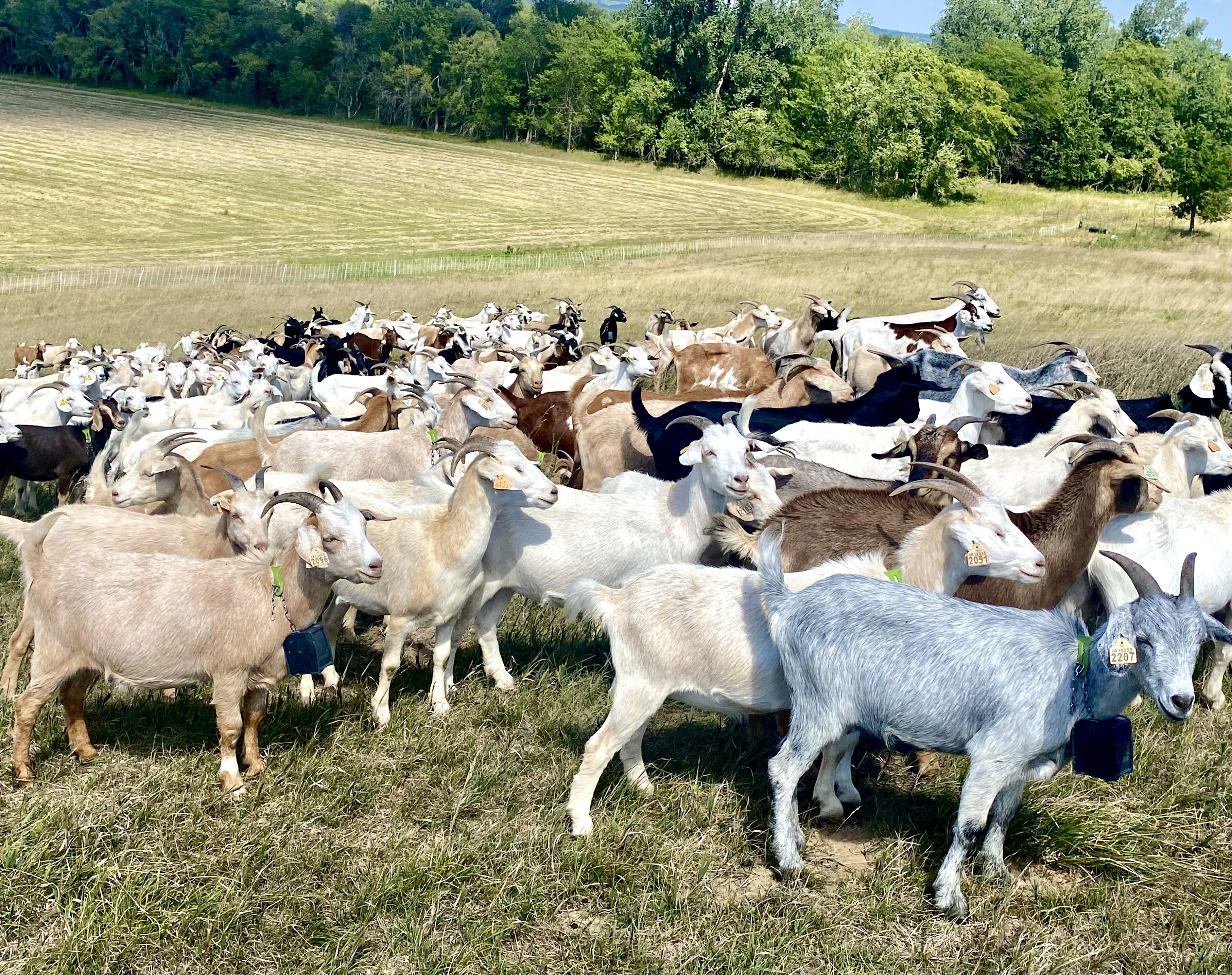 Fencing options and grazing management strategies for sheep and goats will be the topic of a Nov. 20 webinar hosted by NDSU Extension and UMN Extension. (NDSU photo)