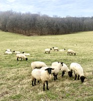 Proactively managing bred ewes can help producers ensure a successful lambing season.