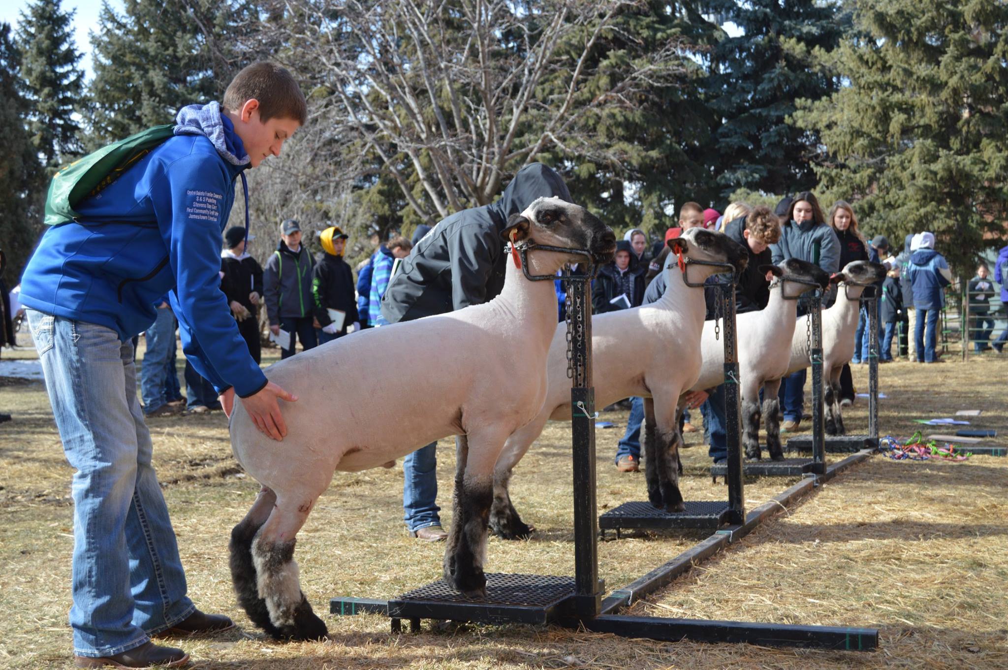 The Harvesting Success Livestock Judging Workout on Oct. 29 at NDSU’s Shepperd Arena will offer youth an opportunity to judge six classes of livestock in preparation for the upcoming livestock judging season. (NDSU photo)