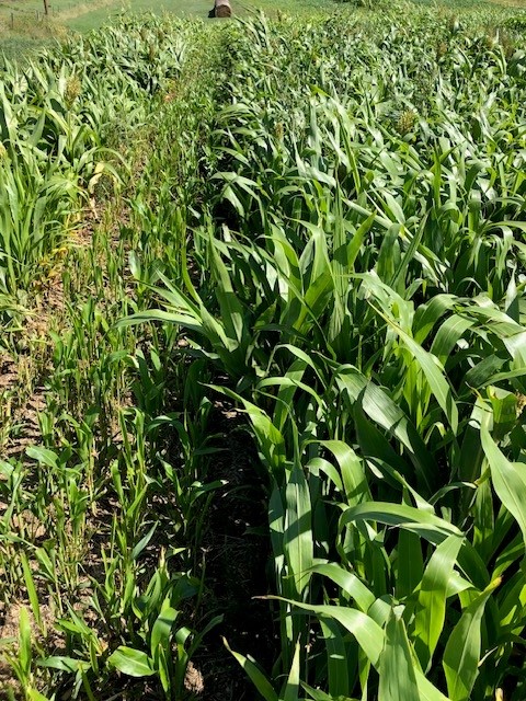 Sorghum forages can develop prussic acid or accumulate nitrates under fall weather and stressors. (NDSU photo)