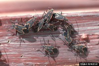 Boxelder bug. (Photo by Whitney Cranshaw, Colorado State University, Bugwood.org)
