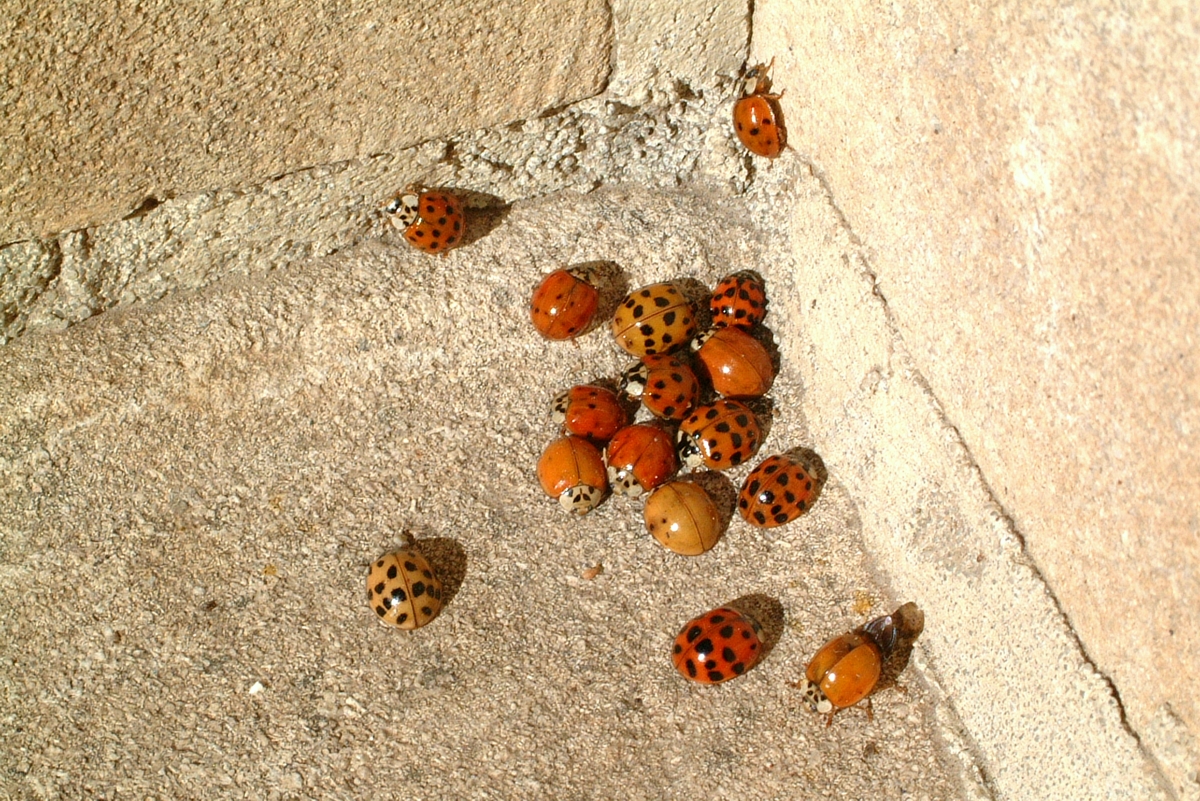 These insects are harmless to humans, but can be a nuisance to homeowners. (Photo by James Kalisch, University of Nebraska-Lincoln)