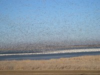 Hunters and poultry owners should be aware of the risk of HPAI in wildlife and use measures to prevent transmission to domestic poultry flocks. (U.S. Fish and Wildlife Services photo)