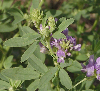 As days grow shorter, alfalfa will begin to translocate sugars from leaves to the roots and crowns to be stored as carbohydrates. (NDSU photo)