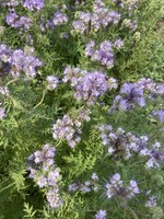 Phacelia, favored by pollinators, is one of many species of cover crops to be highlighted at the cover crop training for agricultural professionals at NDSU Carrington Research Center on Aug. 27. (NDSU photo)