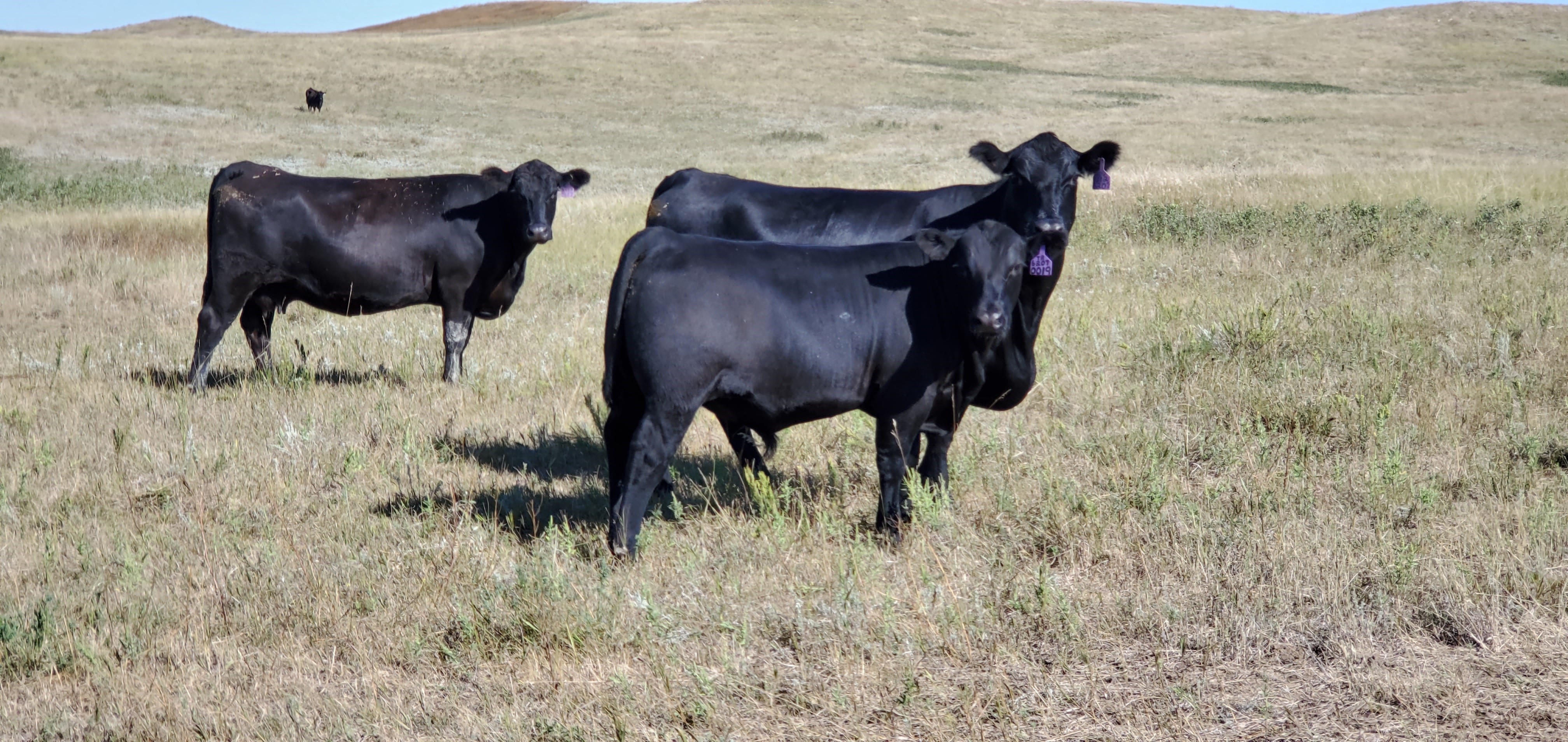 NDSU Extension specialists will over several livestock management and development sessions at this year’s Big Iron show. (NDSU photo)