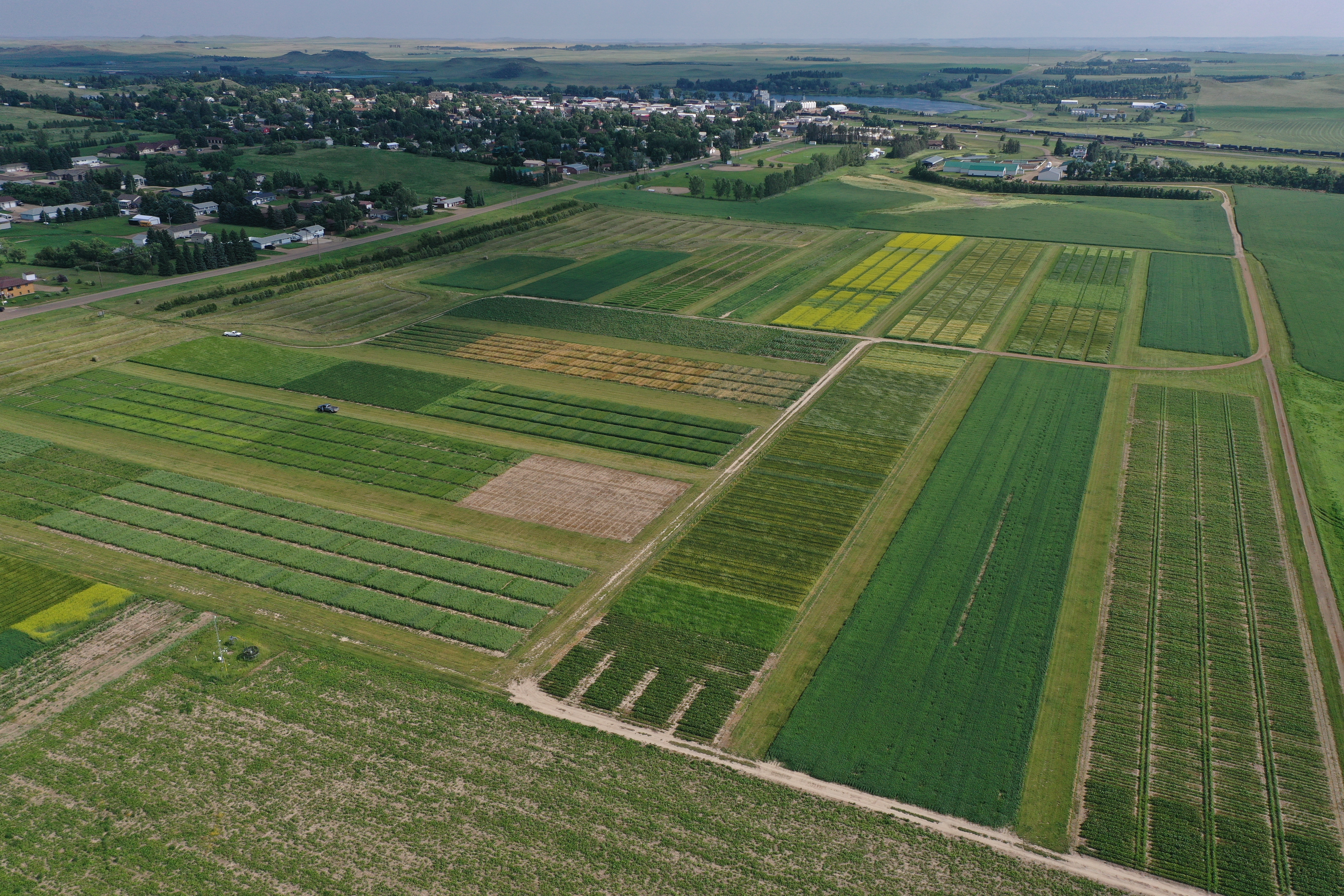 Annual forage options, phosphorus fertilizer recommendations in no-till, and programs available to help put cover crops on their farms, along with traditional variety performance data will highlight the Western Dakota Crops Day on Dec. 17. (NDSU photo)