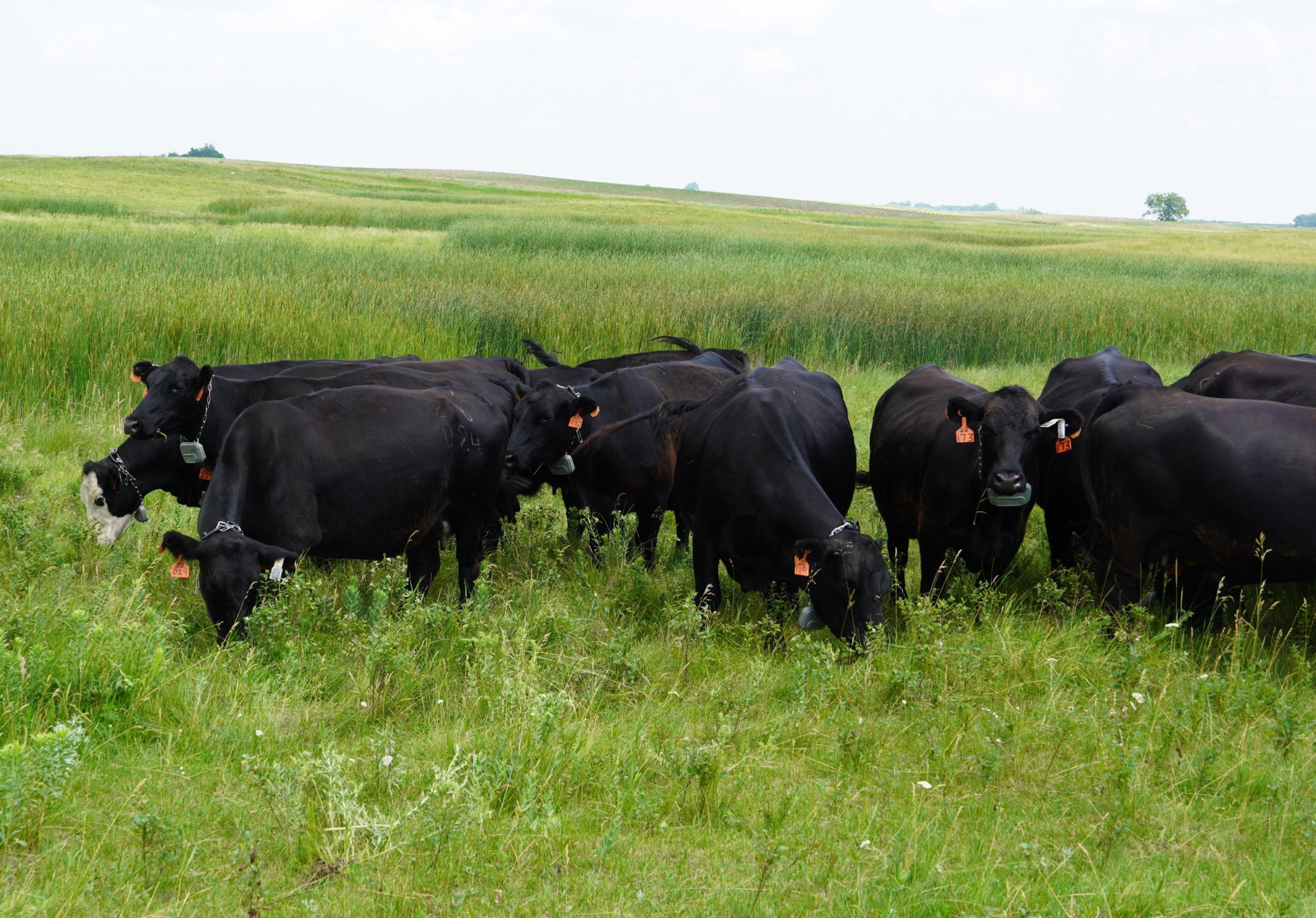 Ranchers interested in adopting precision livestock technologies will hear from NDSU experts on the latest virtual fencing research. (NDSU photo)
