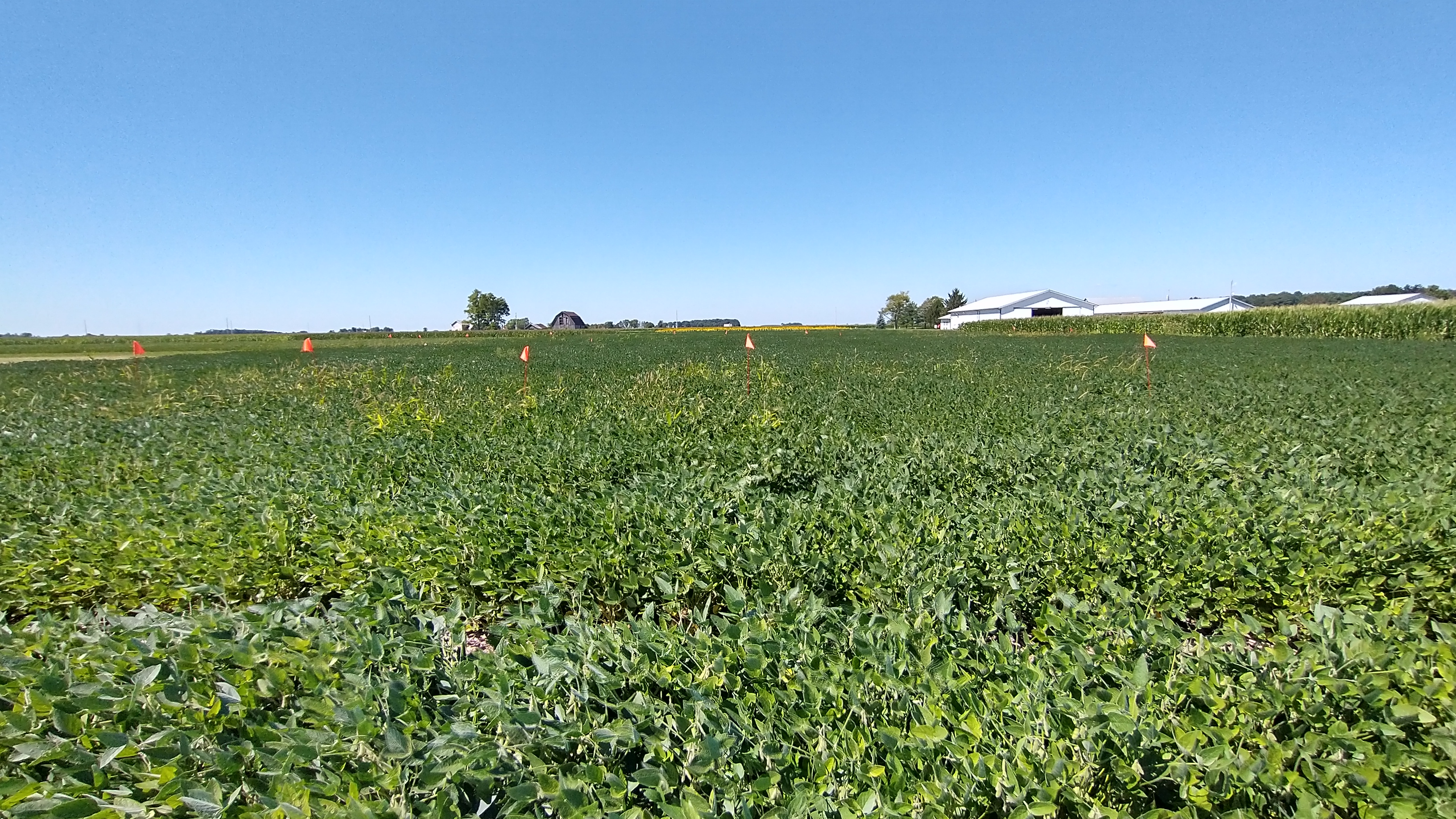 The schools are designed to provide updates on soybean production and soil fertility, and insect pests, weeds and disease management to soybean farmers and crop advisers. (NDSU photo)