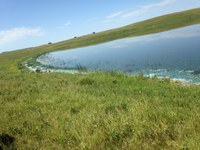 Some species of cyanobacteria, also known as blue-green algae, can be toxic when ingested by livestock and wildlife. (NDSU photo)