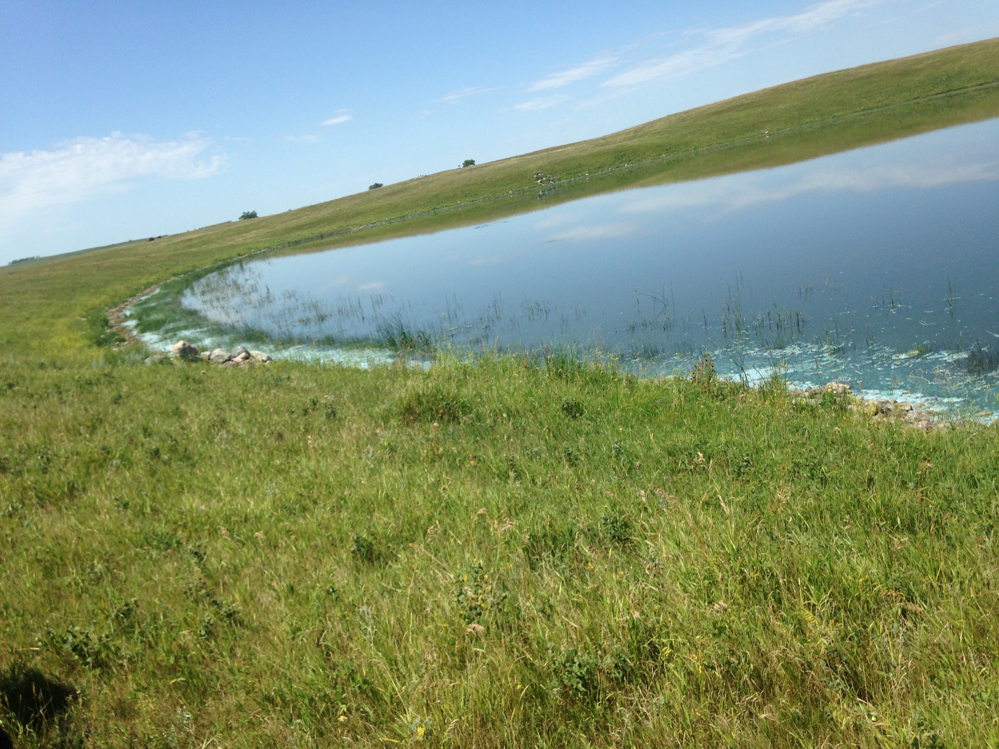 Some species of cyanobacteria, also known as blue-green algae, can be toxic when ingested by livestock and wildlife. (NDSU photo)