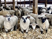 An outlook of the 2024 lamb and sheep market is the focus of an upcoming webinar hosted by NDSU Extension and UMN Extension. (NDSU photo)