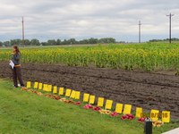 Topics for the NDSU Oakes Irrigation Research Site field day include potato breeding, robotic weeding, soybean diseases and management, and more. (NDSU photo)