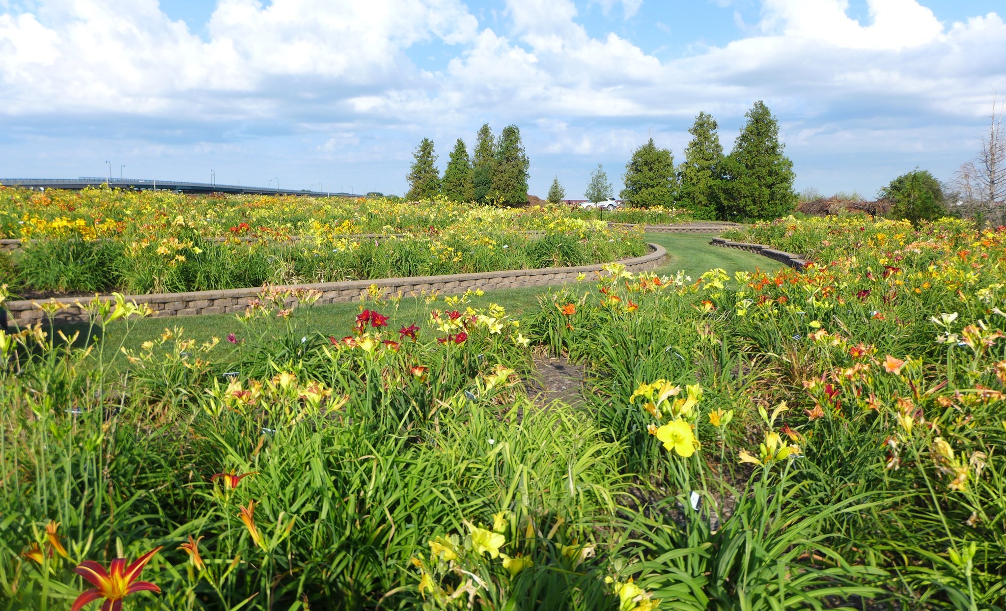 The NDSU Historic Daylily Garden is the largest public collection of daylilies in the country with close to 2,000 cultivars. (NDSU photo)