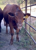 This calf exhibits a high panting score and foaming of the mouth caused by heat stress. (NDSU photo)