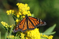 A thriving monarch population is essential for North Dakota agriculture, as butterflies are essential for pollination during the summer. (Pixabay photo)