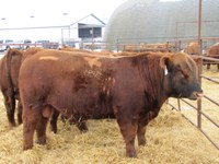 A breeding soundness exam helps to ensure that bulls are capable of fulfilling their role during breeding season. (NDSU photo)