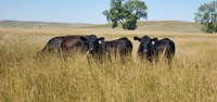 The species of flies is a major factor in the timing and type of pest control that will be most effective. (NDSU photo)