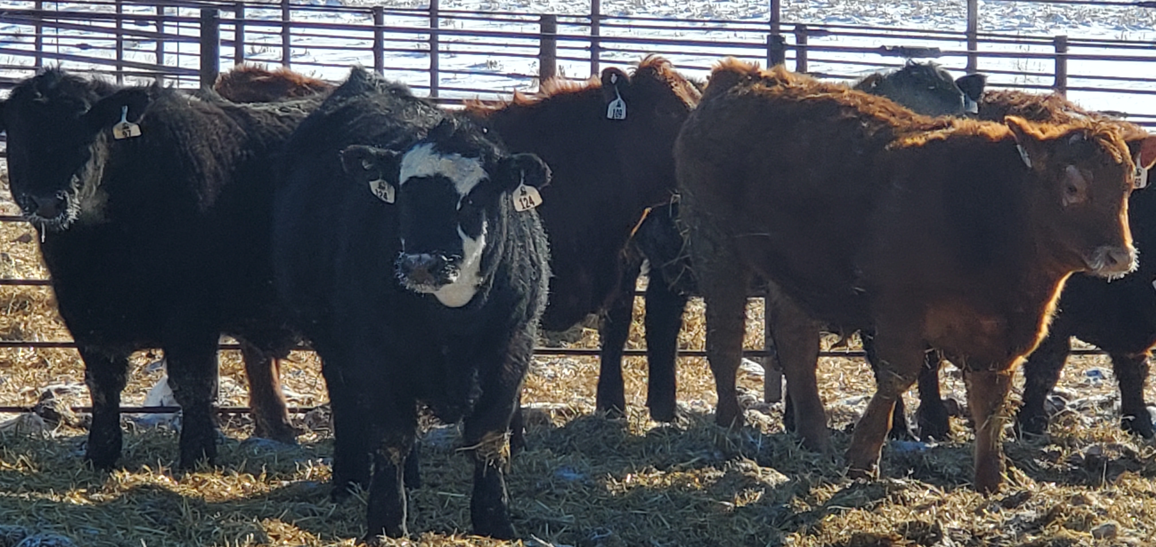 The Dakota Feeder Calf Show and Feedout helps producers identify superior genetics in their herd by offering growth and carcass data. (NDSU photo)