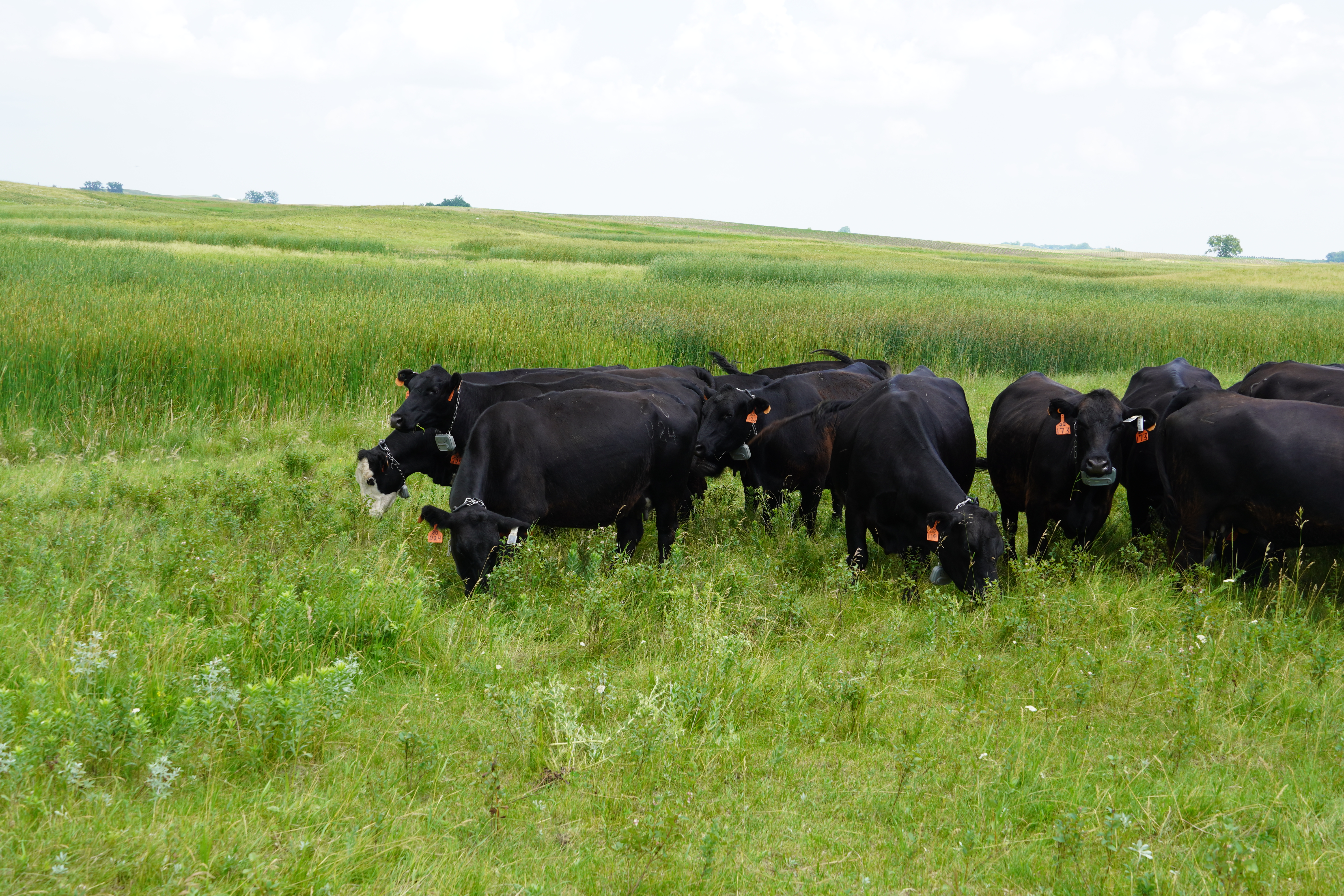 The field day will showcase beef cattle research and programs being conducted by researchers and Extension specialists. (NDSU photo)