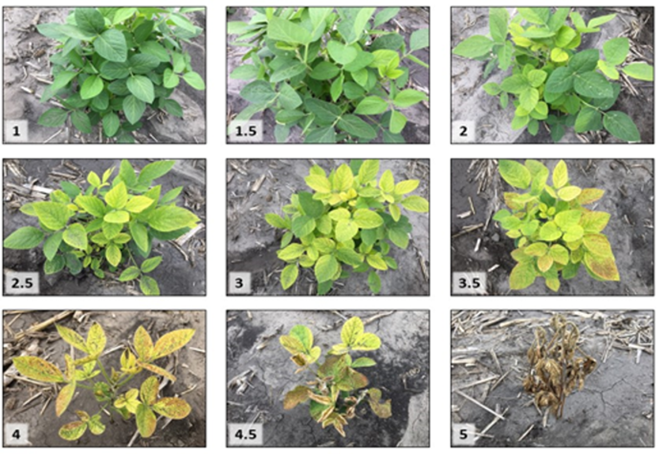An iron chlorosis rating scale is used to evaluate IDC tolerance with 1 indicating no chlorosis and 5 indicating the most severe chlorosis. (NDSU photo)