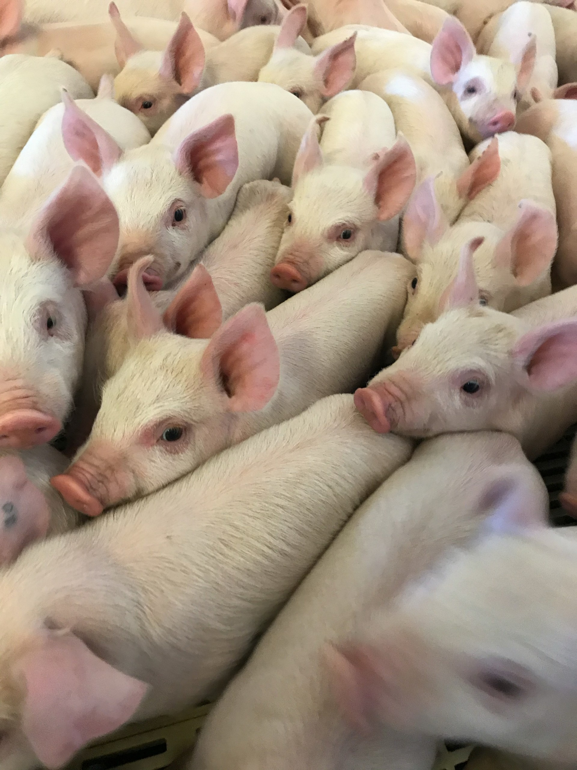 Wean-to-finish farms raise pigs from weaning for about six months until the animal reaches market weight. (NDSU photo)