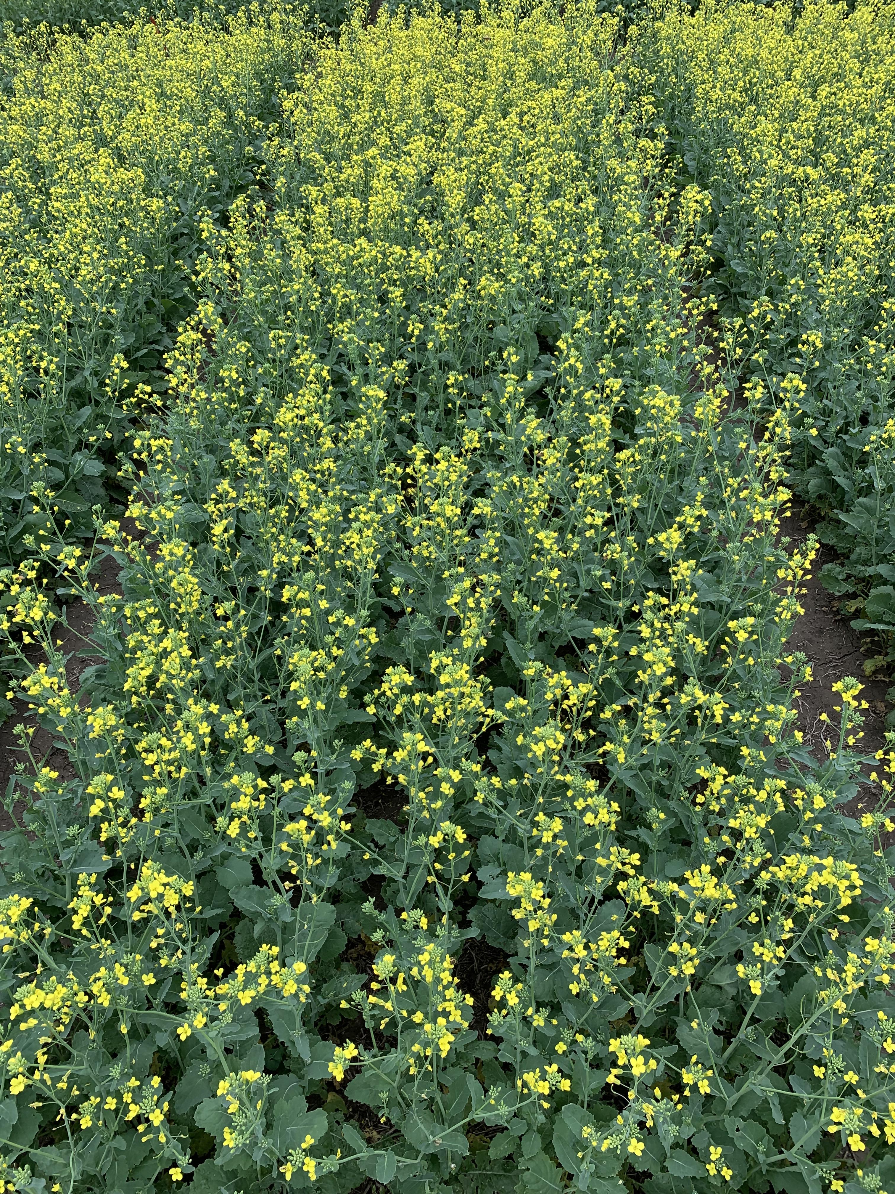 The educational webinar will provide research updates and recommendations to help farmers make production decisions for the 2025 growing season. (NDSU photo)