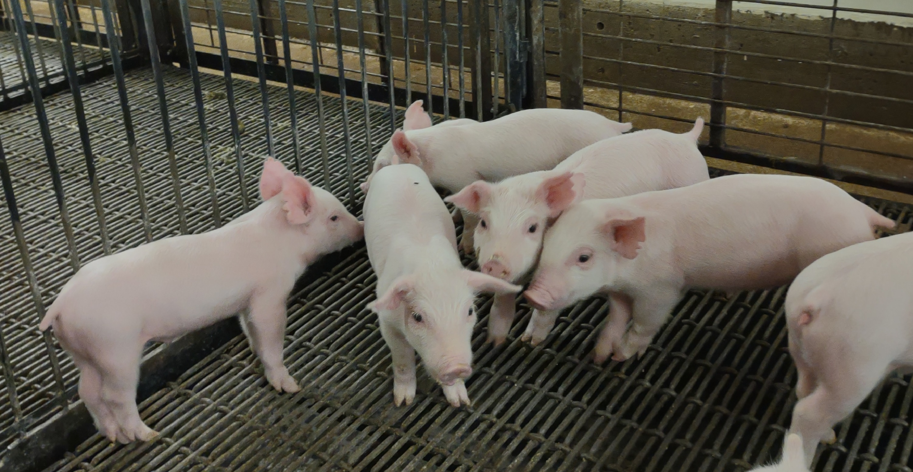 Resources are available to track and mitigate the spread of swine disease. (NDSU photo)