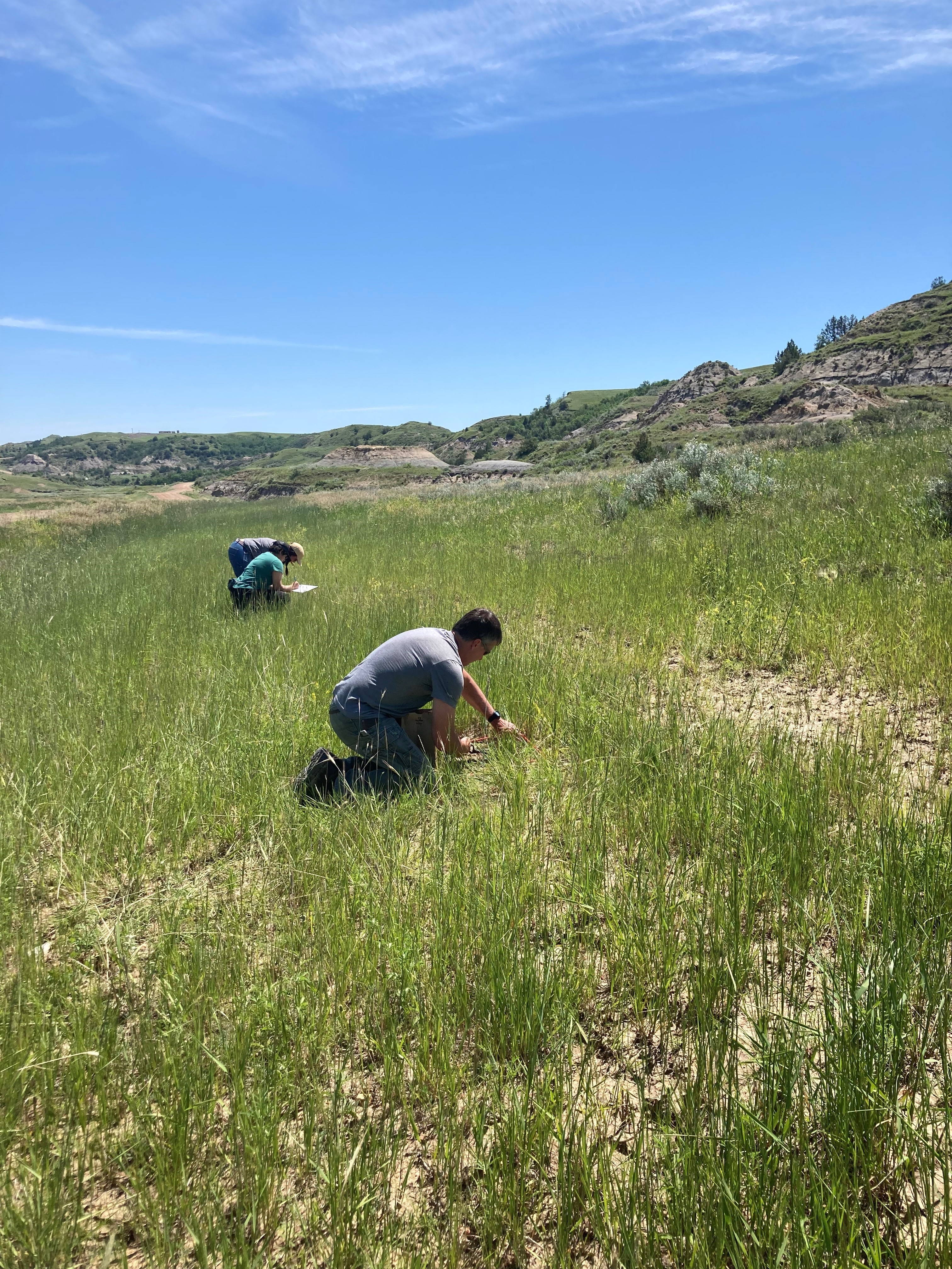 NDSU researchers assess vegetation establishment following reclamation. (NDSU photo)