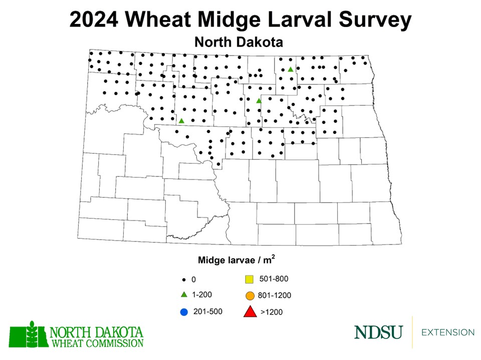 2024 Wheat Midge Larval Survey Map (NDSU photo)