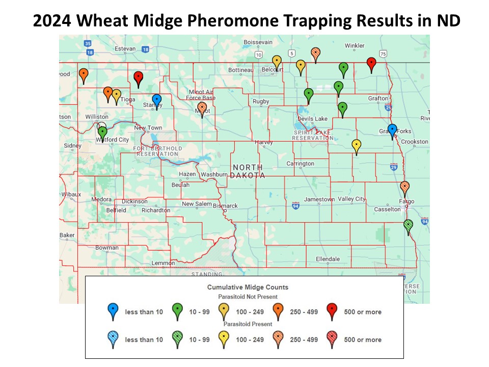 2024 Wheat Midge Pheromone Trapping Results Survey (NDSU photo)