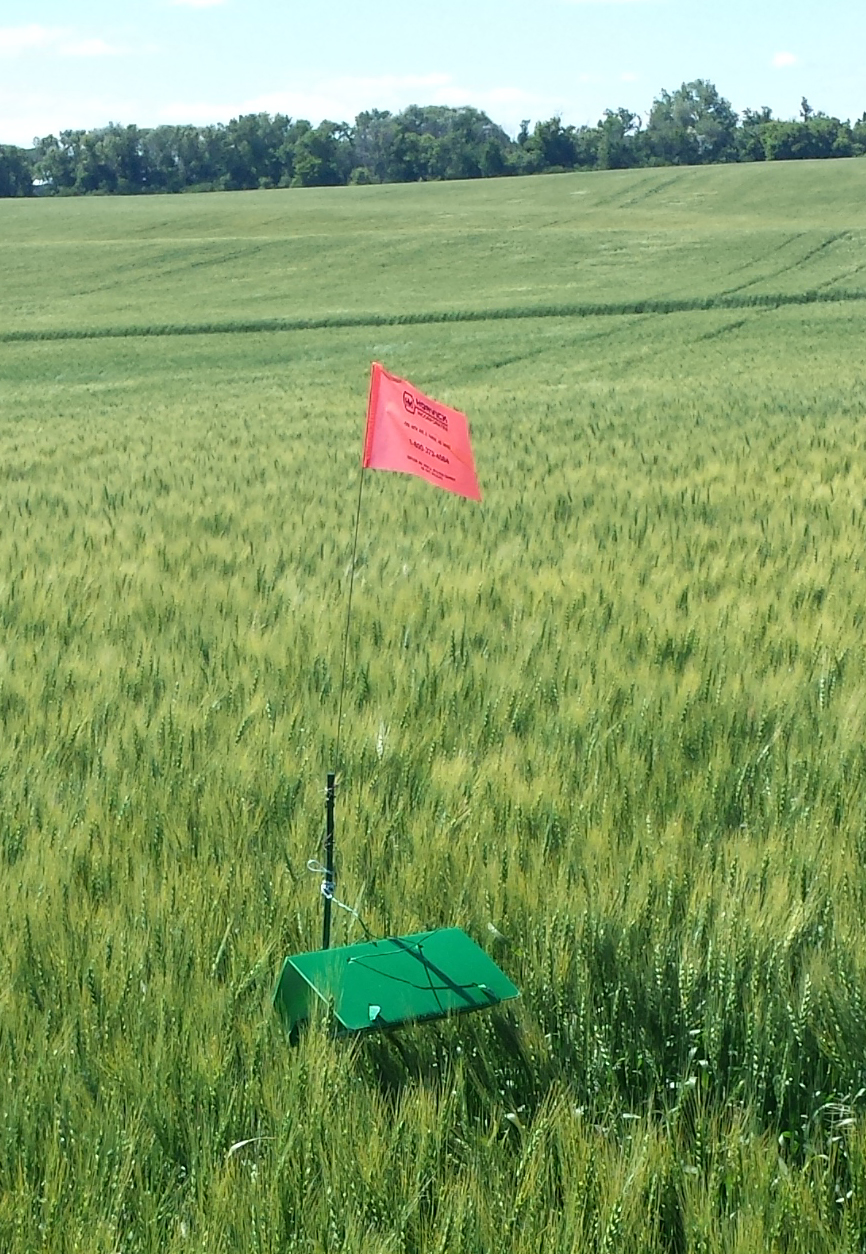 A total of 20 pheromone traps were monitored in 18 counties in North Dakota in 2024. Pheromone traps are used as an "early warning" system to trigger field scouting if the crop is in the susceptible stage. (NDSU photo)
