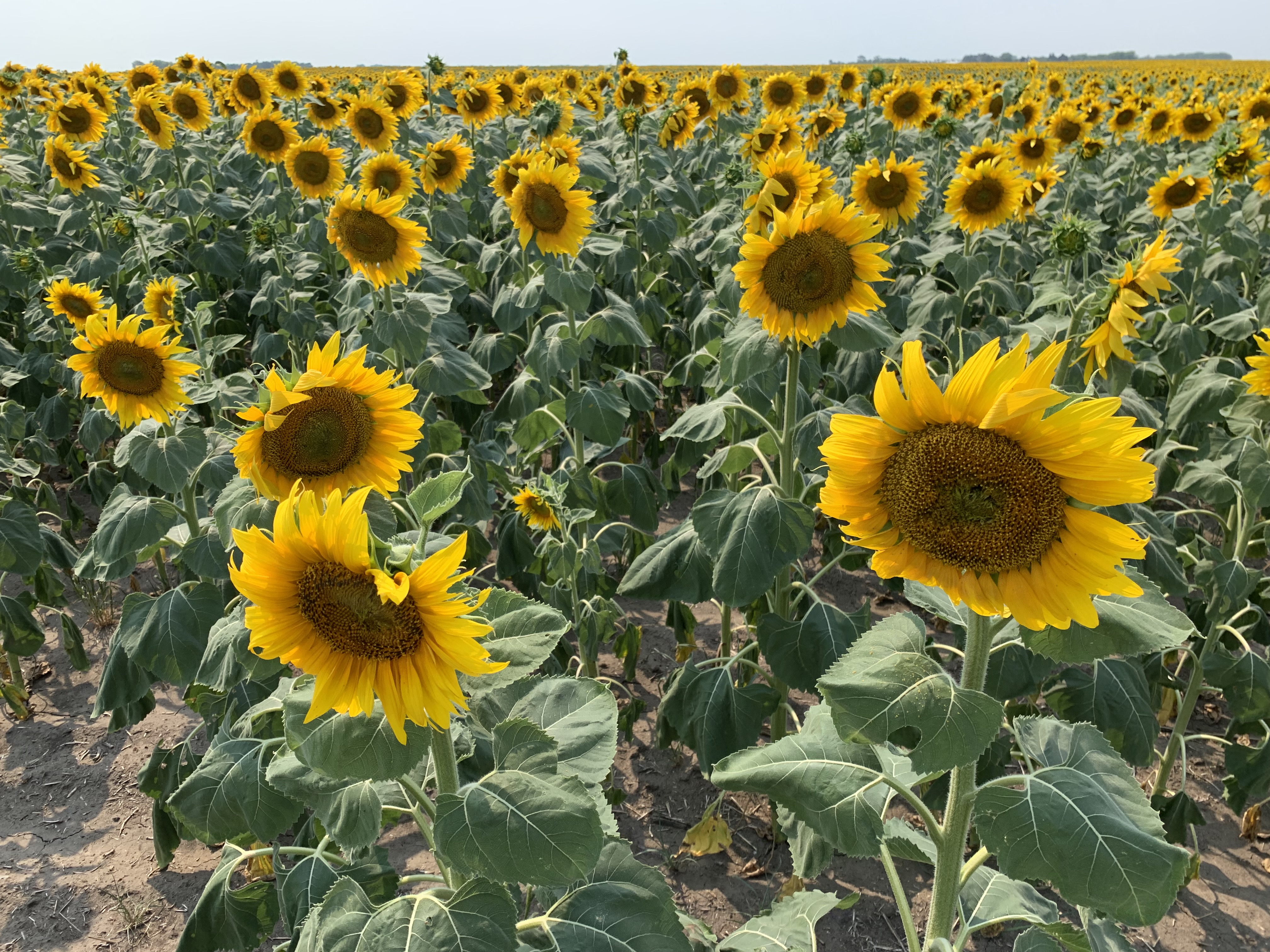 During the Getting It Right webinar, NDSU Extension crop specialists will share sunflower research updates and production recommendations. (NDSU photo)
